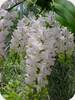 Aerides odorata